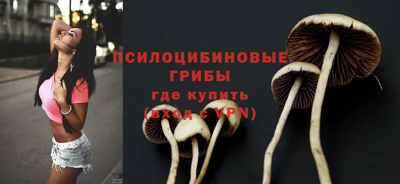 Галлюциногенные грибы Psilocybe  закладки  Западная Двина 